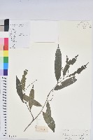 藏品(日本五月茶、南投五月茶)的圖片