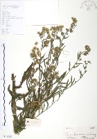 藏品(美洲假蓬)的圖片