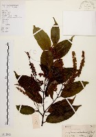 藏品(天料木)的圖片