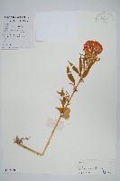 藏品(雞冠花)的圖片