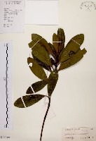 藏品(大頭茶)的圖片