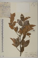 藏品(大丁黃)的圖片