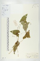 藏品(茅瓜)的圖片