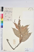 藏品(星刺栲、羅浮錐)的圖片