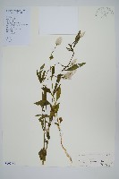 藏品(青葙)的圖片