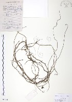 藏品(無根草)的圖片