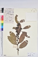 藏品(銀柴)的圖片