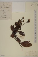 藏品(青江藤)的圖片