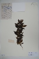 藏品(海南冬青)的圖片