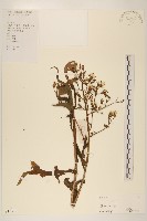 藏品()的圖片