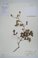 藏品(中國念珠藤)的圖片