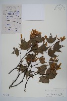 藏品(嶺南槭)的圖片