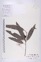 藏品(假輪葉虎皮楠)的圖片