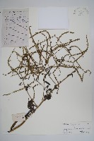 藏品(小花倒提壺)的圖片