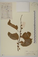 藏品(滇邊南蛇藤)的圖片