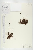 藏品(長柱茅膏菜)的圖片