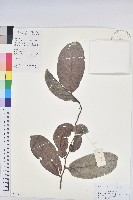 藏品(錫蘭饅頭果，香港饅頭果，大葉饅頭果，香港算盤子)的圖片