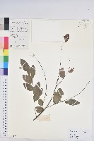 藏品(龍眼睛)的圖片