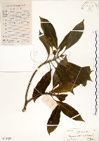 藏品(灰莉)的圖片
