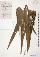 藏品(桔梗蘭)的圖片