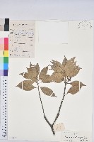 藏品(煙斗柯)的圖片