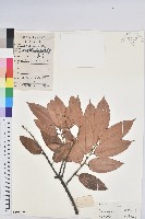 藏品(火燒柯、栲樹)的圖片