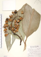 藏品(月桃、艷山姜、玉桃)的圖片