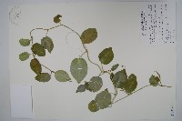 藏品(蘭嶼牛皮消、蘭嶼白薇)的圖片