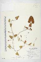 藏品(海牽牛)的圖片