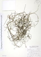 藏品(無根草)的圖片