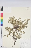 藏品(濱大戟)的圖片