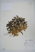 藏品(爵床)的圖片