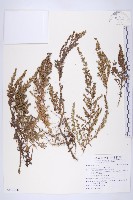 藏品(牡蒿)的圖片