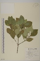 藏品(日本賽衛矛、日本假衛矛)的圖片