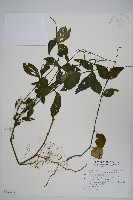 藏品(針刺草)的圖片