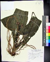 藏品(白鶴蘭)的圖片