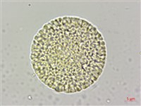 藏品(南嶺蕘花)的圖片