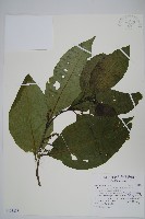 藏品(多子漿果莧)的圖片