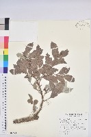 藏品(細葉饅頭果)的圖片