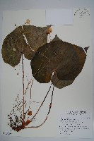 藏品(蘭嶼秋海棠)的圖片