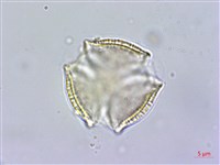 藏品(交趾衛矛)的圖片