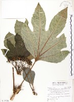 藏品(蘭嶼八角金盤)的圖片