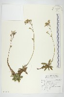 藏品(細葉假黃鵪菜)的圖片