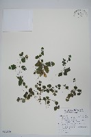 藏品(匍匐半插花)的圖片