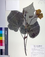 藏品(黃槿)的圖片