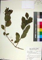 藏品(苦林盤)的圖片