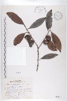 藏品(軟毛柿)的圖片