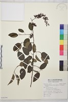 藏品(大黃鱔藤)的圖片