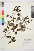 藏品(威靈仙)的圖片