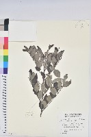 藏品(黑面神)的圖片
